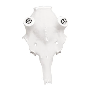 Alu-Schädel Damhirsch