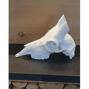 Steingeissschädel aus Kunststoff