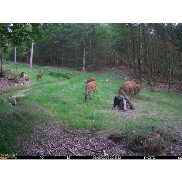 Seissiger Wildkamera Mini-Cam